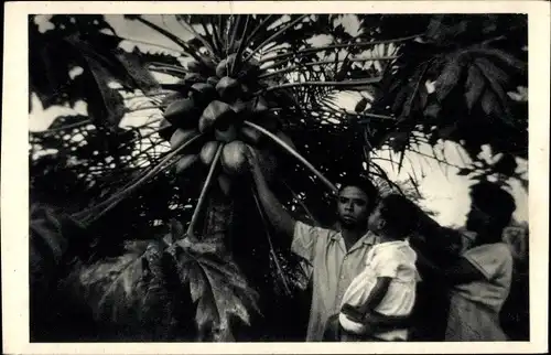 Ak Yoko Kamerun, Le papayer