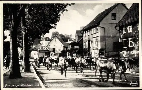 Ak Braunlage im Oberharz, Braunlager Damenkapelle, Austrieb der Kühe