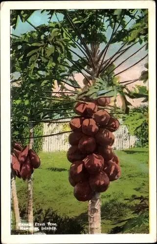 Ak Hawaii USA, Papaya Fruit Tree, Früchte am Baum