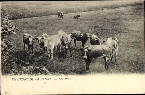 Ak La Panne De Panne Westflandern, Les Pres, Rinder auf der Weide