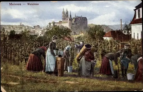 Ak Meißen in Sachsen, Winzer bei der Weinlese, Blick zur Albrechtsburg