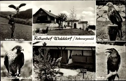 Ak Walddorf Altensteig Schwarzwald, Falkenhof, Kolkrabe, Wanderfalke, Seeadler, Roter Milan
