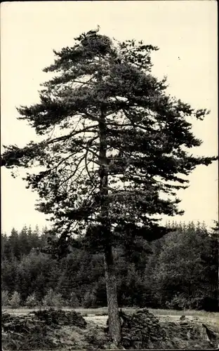 Ak Triptis in Thüringen, Baum