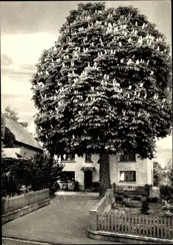 Ak Hausen Waldbrunn Westerwald, Privat-Pension Kastanienbaum