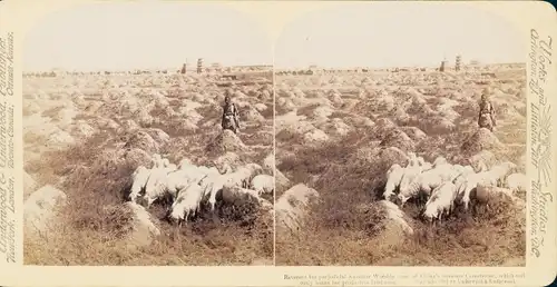 Stereo Foto China, Schafherde auf einem Feld