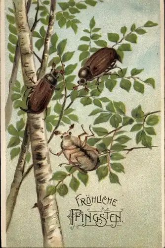 Präge Ak Glückwunsch Pfingsten, Maikäfer auf Birkenzweigen