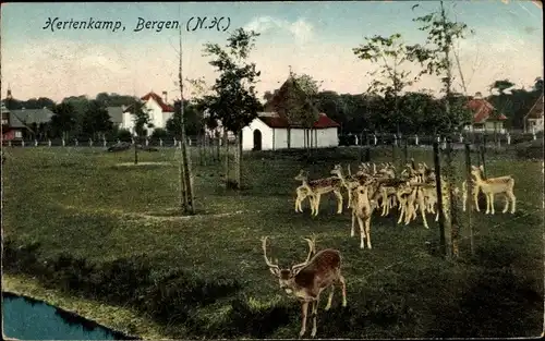 Ak Bergen Nordholland Niederlande, Hertenkamp, Wildgehege, Rotwild