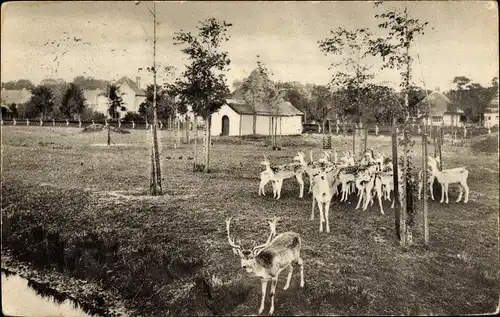 Ak Bergen Nordholland Niederlande, Hertenkamp