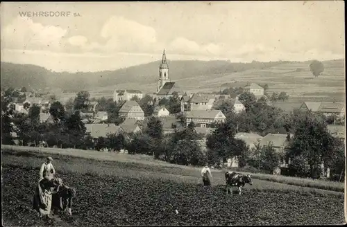 Ak Wehrsdorf Sohland an der Spree, Blick auf den Ort, Acker mit Kuh, Kirche