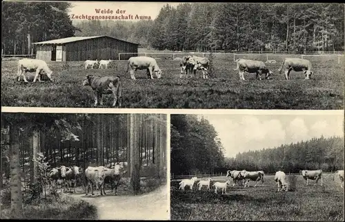 Ak Auma in Thüringen, Weide der Zuchtgenossenschaft Auma, Rinder