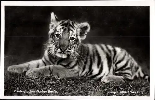 Ak Berlin, Zoologischer Garten, Junger sibirischer Tiger