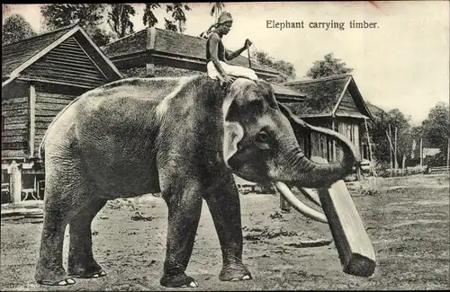 Ak Straits Settlements, Asien, Elephant carrying timber, Elefant