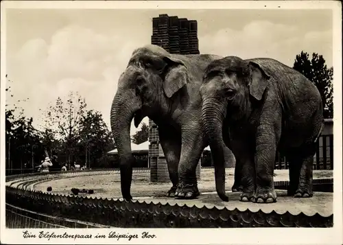 Ak Leipzig Sachsen, Ein Elefantenpaar im Leipziger Zoo