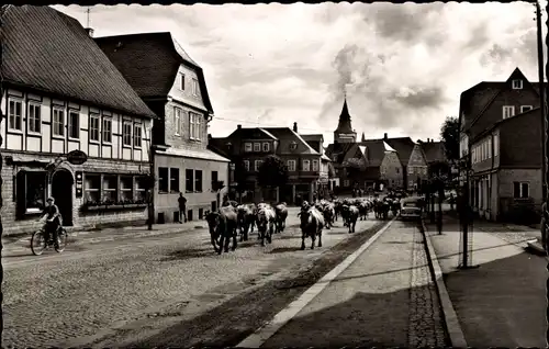 Ak Winterberg im Sauerland, Straßenpartie, Kühe