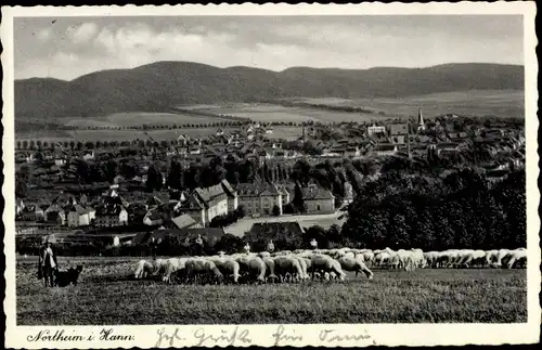 Ak Northeim in Niedersachsen, Ortspanorama, weidende Schaafe mit Schäfer