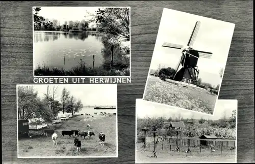 Ak Herwijnen Gelderland Niederlande, Windmühle, Kuhwiede, Teich