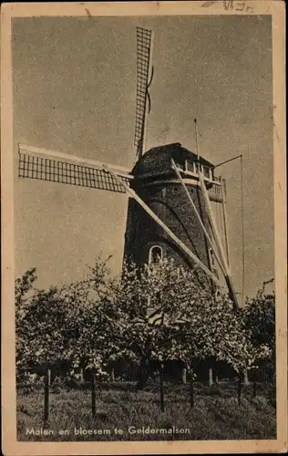 Ak Geldermalsen Gelderland, Molen en bloesem