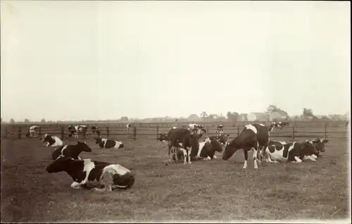 Foto Ak Rinder auf der Weide