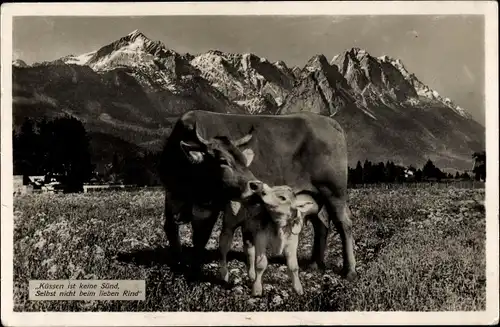 Ak Küssen ist keine Sünd, Kuh mit Kalb, Gebirge