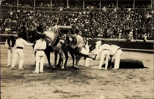 Foto Ak Stierkampf, getöteter Stier wird abtransportiert