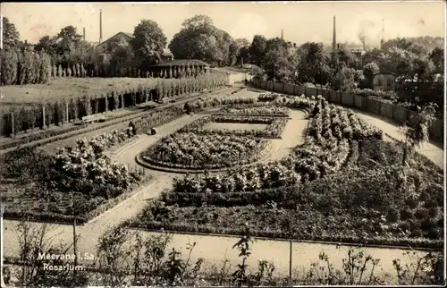 Ak Meerane in Sachsen, Rosarium, Parkanlage