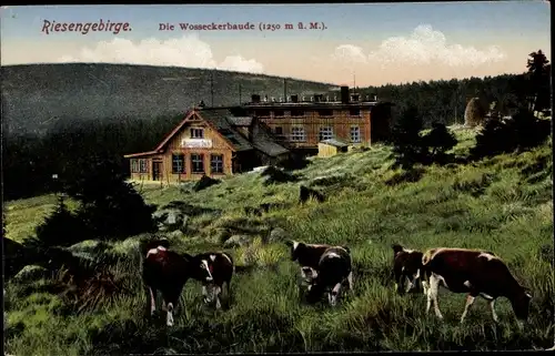 Ak Harrachov Harrachsdorf Riesengebirge Region Reichenberg, Wossecker Baude, Kühe