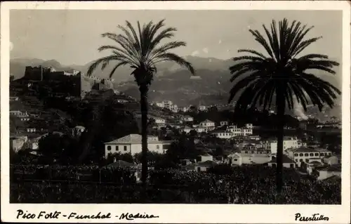 Ak Funchal Insel Madeira Portugal, Pico Forte, Palmen