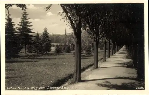 Ak Löbau in Sachsen, Weg zum Löbauer Berg