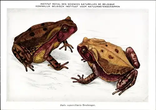 Künstler Ak Bufo superciliaris, Riesenkröte, Institut Royal des Sciences Naturelles de Belgique