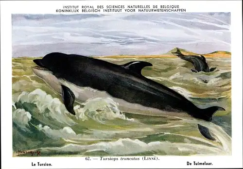 Künstler Ak Tursiops truncatus, Großer Tümmler, Institut Royal des Sciences Naturelles de Belgique