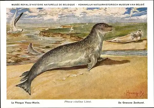 Künstler Ak Phoca vitulina, Seehund, Phoque, Zeehond, Musée Royal d'Histoire Naturelle de Belgique