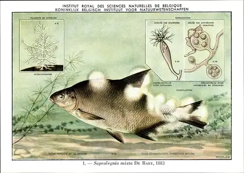 Künstler Ak Saprolegnia mixta, Fischkrankheit, Institut Royal des Sciences Naturelles de Belgique