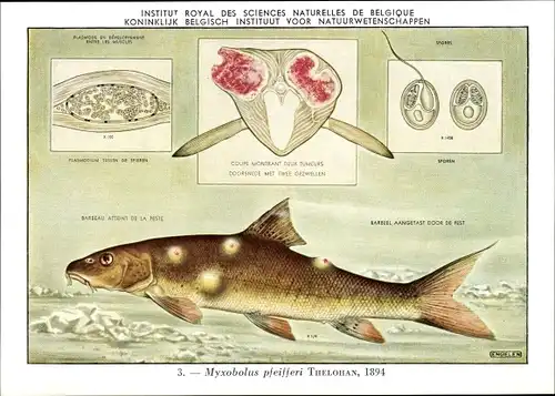 Künstler Ak Myxobolus pfeifferi, Fisch Beulenkrankheit, Inst. Royal des Sciences Naturelles Belgique