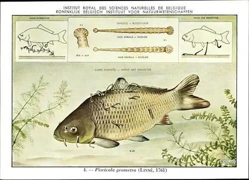 Künstler Ak Piscicola geometra, Fischegel, Institut Royal des Sciences Naturelles de Belgique