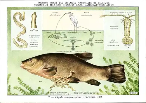 Künstler Ak Ligula simplicissima, Fischparasiten, Institut Royal des Sciences Naturelles de Belgique