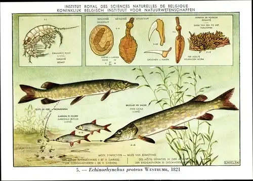 Künstler Ak Echinorhynchus proteus, Fischparasit, Institut Royal des Sciences Naturelles de Belgique