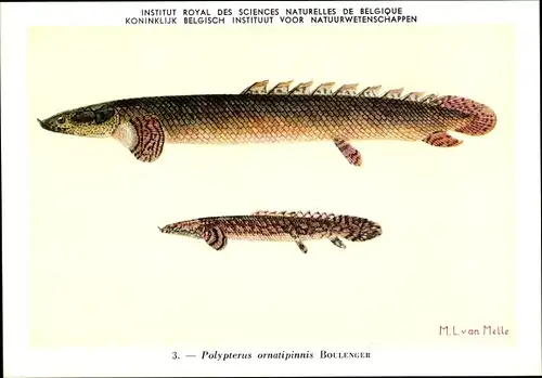 Künstler Ak Polypterus ornatipinnis, Flösselhecht, Institut Royal d. Sciences Naturelles de Belgique