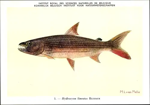 Künstler Ak Hydrocyon lineatus, Tigerfisch, Institut Royal des Sciences Naturelles de Belgique