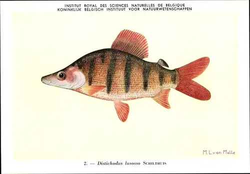 Künstler Ak Distichodus lusosso, Fisch, Institut Royal des Sciences Naturelles de Belgique