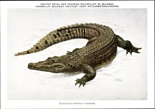 Künstler Ak Crocodylus niloticus, Krokodil, Institut Royal des Sciences Naturelles de Belgique
