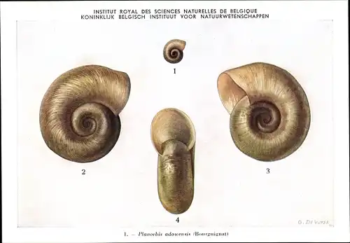 Künstler Ak Planorbis adouensis, Tellerschnecke, Institut Royal des Sciences Naturelles de Belgique