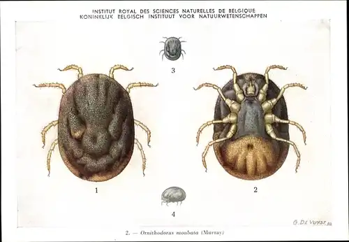 Künstler Ak Ornithodorus moubata, Zecke, Institut Royal des Sciences Naturelles de Belgique