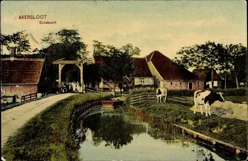 Ak Akersloot Nordholland Niederlande, Sluisbuurt, Kühe