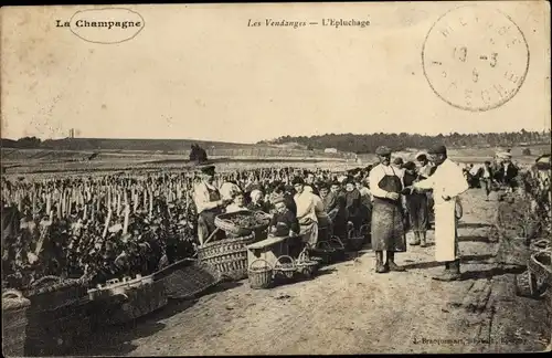 Ak Marne, Champagne, les Vendanges, l'Epluchage