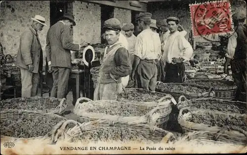 Ak Marne, Vendange en Champagne, la Pesee du raisin