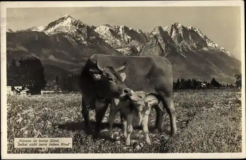 Ak Küssen ist keine Sünd, Kuh mit Kalb, Gebirge