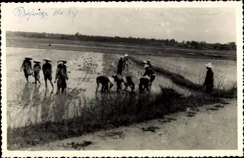 Ak Saigon Cochinchine Vietnam, Reisernte