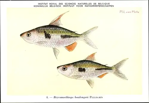 Künstler Ak Bryconaethiops boulengeri, Fische, Institut Royal des Sciences Naturelles de Belgique