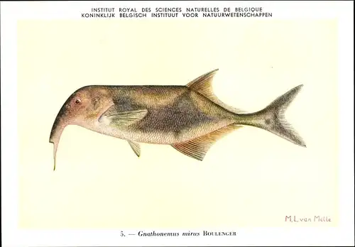 Künstler Ak Gnathonemus mirus, Fisch, Institut Royal des Sciences Naturelles de Belgique