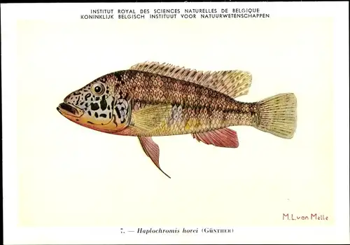 Künstler Ak Haplochromis horei, Fisch, Institut Royal des Sciences Naturelles de Belgique